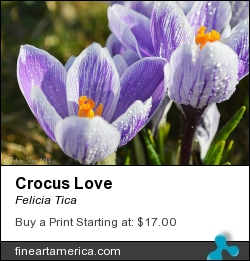 Crocus Love by Felicia Tica - Photograph - Photo