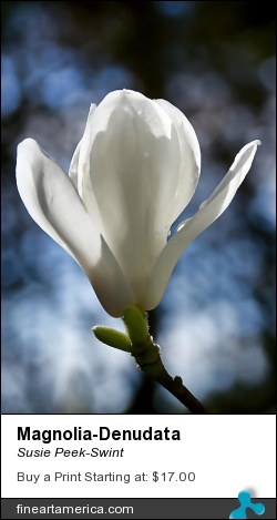 Magnolia-denudata by Susie Peek-Swint - Photograph