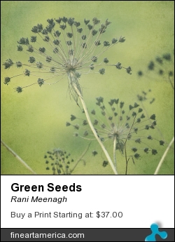 Green Seeds by Rani Meenagh - Photograph - Photography