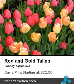 Red And Gold Tulips by Nancy Spirakus - Photograph - Photograph