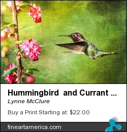 Hummingbird And Currant Bush by Lynne McClure - Photograph - Photography