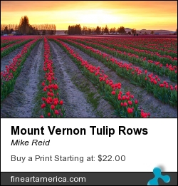 Mount Vernon Tulip Rows by Mike Reid - Photograph - Photography