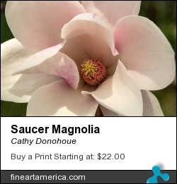 Saucer Magnolia by Cathy Donohoue - Photograph - Photography