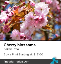 Cherry Blossoms by Felicia Tica - Photograph - Photo