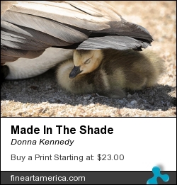 Made In The Shade by Donna Kennedy - Photograph - Photography