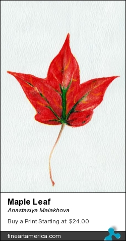 Maple Leaf by Anastasiya Malakhova - colored pencils on paper