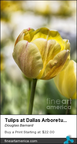 Tulips At Dallas Arboretum V27 by Douglas Barnard - Photograph - Digitally Enhanced Photographs