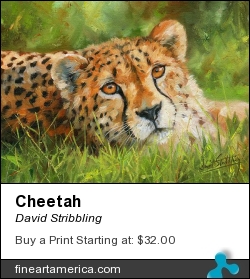 Cheetah by David Stribbling - Painting - Oil On Canvas
