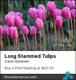Long Stemmed Tulips by Carol Groenen - Photograph - Photography - Digital Art
