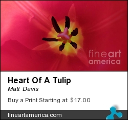 Heart Of A Tulip by Matt  Davis - Photograph - Hdr Images, Digital Art, Photography