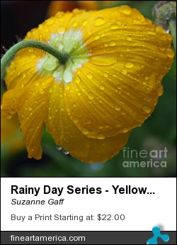 Rainy Day Series - Yellow Poppy by Suzanne Gaff - Photograph - Photograph, Giclee Print, Canvas Print, Fine Art Print, Greeting Card, Poster