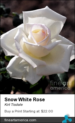 Snow White Rose by Kirt Tisdale - Digital Art