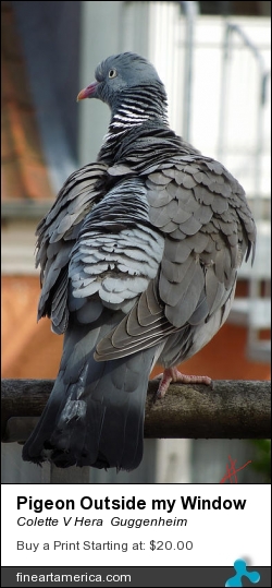 Pigeon Outside My Window by Colette V Hera  Guggenheim - Photograph