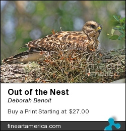 Out Of The Nest by Deborah Benoit - Photograph