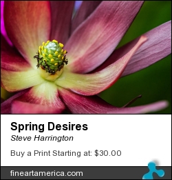 Spring Desires by Steve Harrington - Photograph