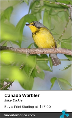 Canada Warbler by Mike Dickie - Photograph