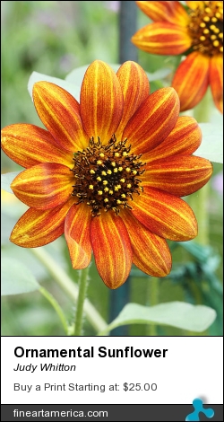 Ornamental Sunflower by Judy Whitton - Photograph - Photographs