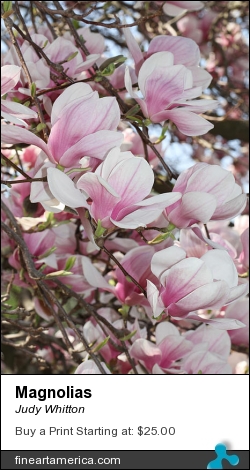 Magnolias by Judy Whitton - Photograph - Photographs