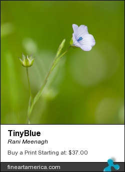 Tinyblue by Rani Meenagh - Photograph - Photography