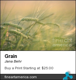 Grain by Jana Behr - Photograph - Photo
