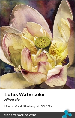 Lotus Watercolor by Alfred Ng - Painting - Watercolor On Paper