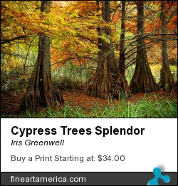 Cypress Trees Splendor by Iris Greenwell - Photograph - Photography