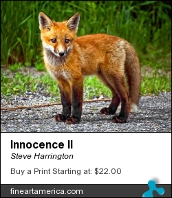 Innocence II by Steve Harrington - Photograph - Photograph