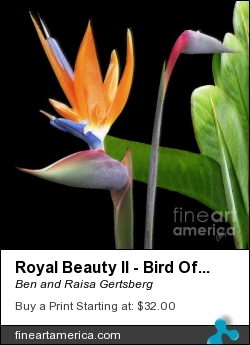 Royal Beauty II - Bird Of Paradise by Ben and Raisa Gertsberg - Photograph - Digital Art