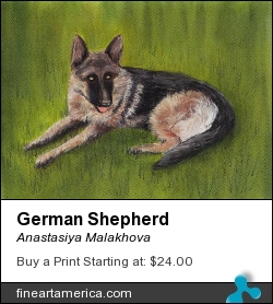 German Shepherd by Anastasiya Malakhova - pastels on paper