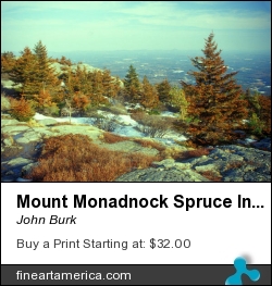 Mount Monadnock Spruce Injury by John Burk - Photograph