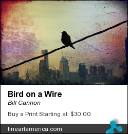 Bird On A Wire by Bill Cannon - Photograph - Photo