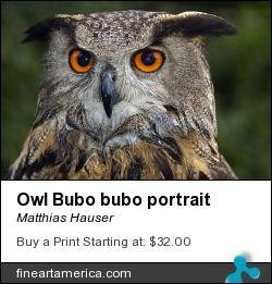 Owl Bubo Bubo Portrait by Matthias Hauser - Photograph - Photograph