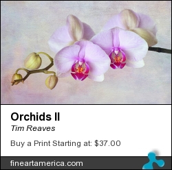 Orchids II by Tim Reaves - Photograph - Photography