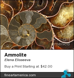 Ammolite by Elena Elisseeva - Photograph - Photograph