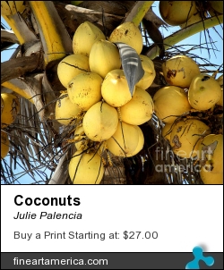 Coconuts by Julie Palencia - Photograph - Photography