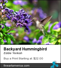 Backyard Hummingbird by Eddie Yerkish - Photograph - Photograph