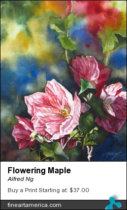 Flowering Maple by Alfred Ng - Painting - Watercolor On Paper