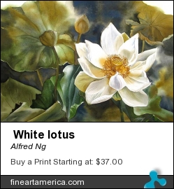 White Lotus by Alfred Ng - Painting - Watercolour On Paper