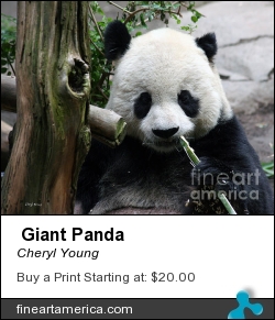 Giant Panda by Cheryl Young - Photograph - Photography