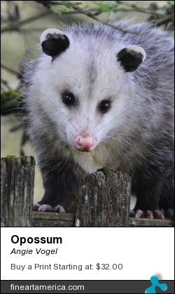 Opossum by Angie Vogel - Photograph - Photography