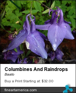 Columbines And Raindrops by Baato - Photograph - Digital Photograph