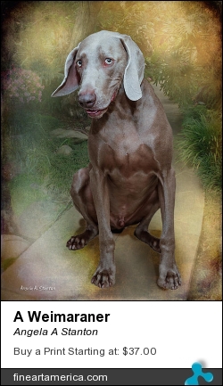 A Weimaraner by Angela A Stanton - Photograph - Photograph With Texture