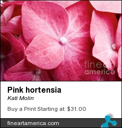 Pink Hortensia by Kati Molin - Photograph