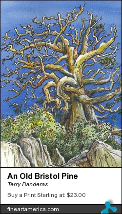 An Old Bristol Pine by Terry Banderas - Painting - Watercolor On Paper.