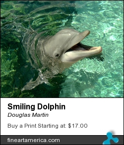 Smiling Dolphin by Douglas Martin - Photograph - Photography