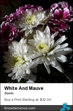White And Mauve by Baato - Photograph - Digital Photos And Art