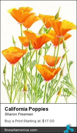 California Poppies by Sharon Freeman - Painting - Watercolor On Paper