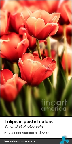 Tulips In Pastel Colors by Simon Bratt Photography - Photograph - Photoimage