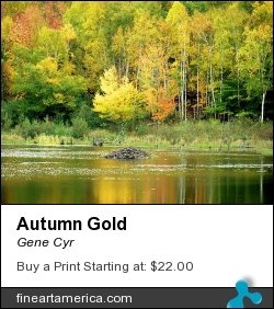 Autumn Gold by Gene Cyr - Photograph - Photos