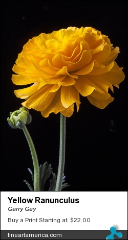 Yellow Ranunculus by Garry Gay - Photograph - Photography